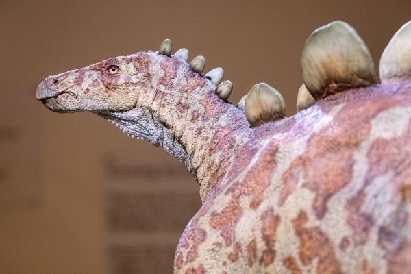 Morrison Natural History Museum